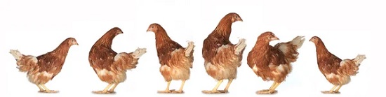 فروش نیمچه مرغ تخمگذار - سپید طیور